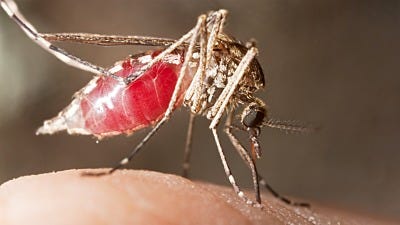 Battle of the Sexes: Male vs. Female Mosquitoes