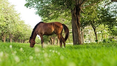 How to Keep Mosquitoes Away from Horses