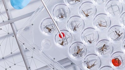 Pros and Cons of Genetically Modified Mosquitoes