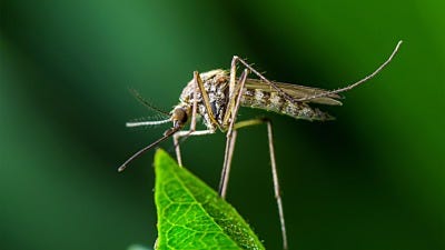 The Latest Zika-style Mosquito Threat: Mayaro Virus