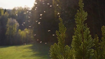 When Is Mosquito Season In Your State?