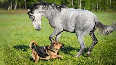 repel mosquitoes from your dogs