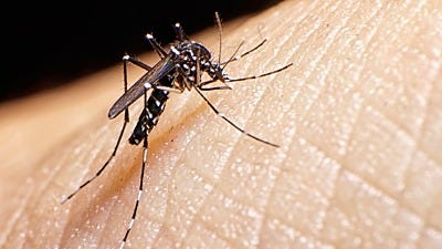 Zika Virus Detected in Asian Tiger Mosquitoes