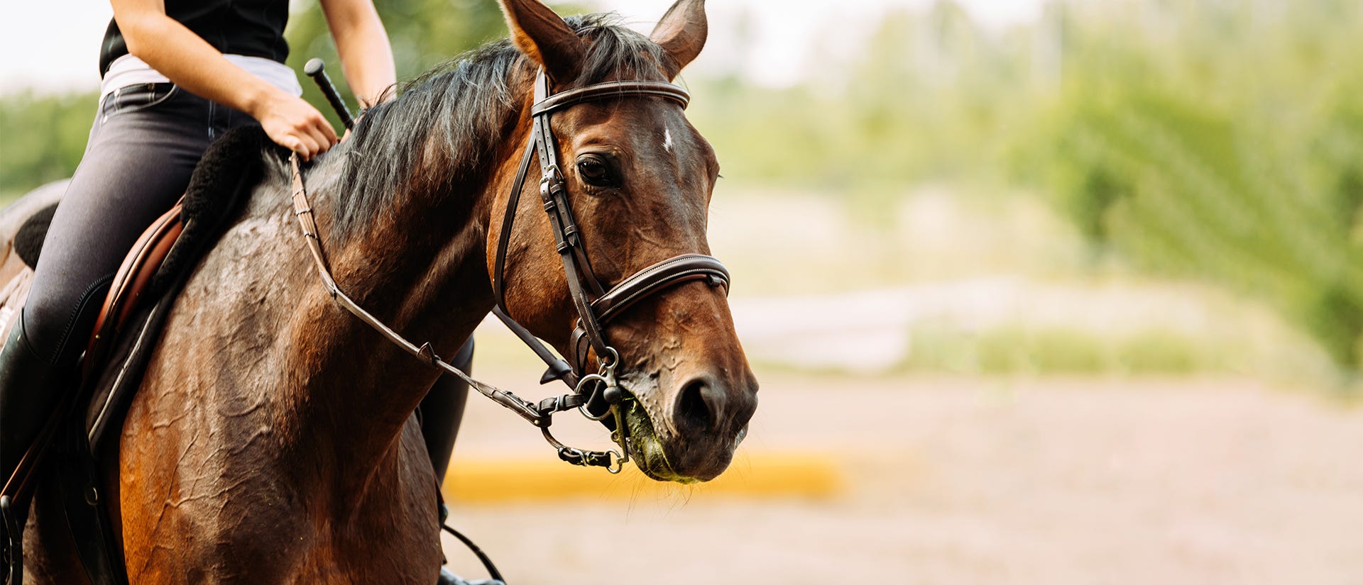 Horses killed from EEE a mosquito borne disease