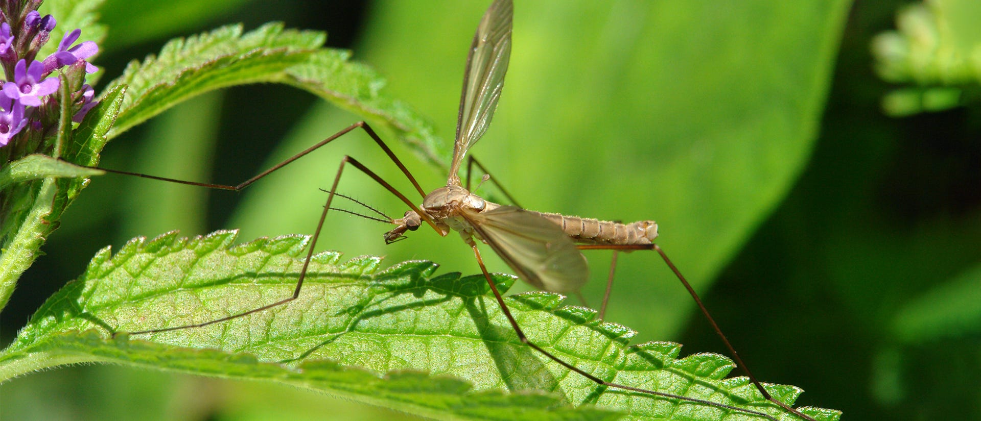 crane flies