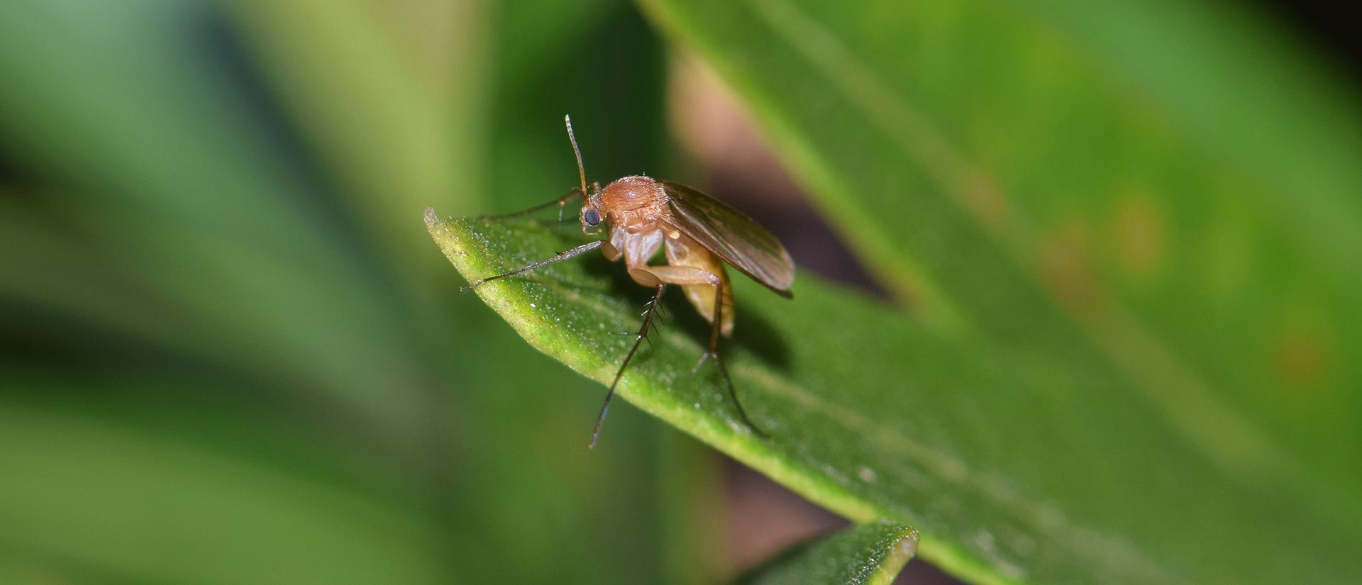 fungus gnats