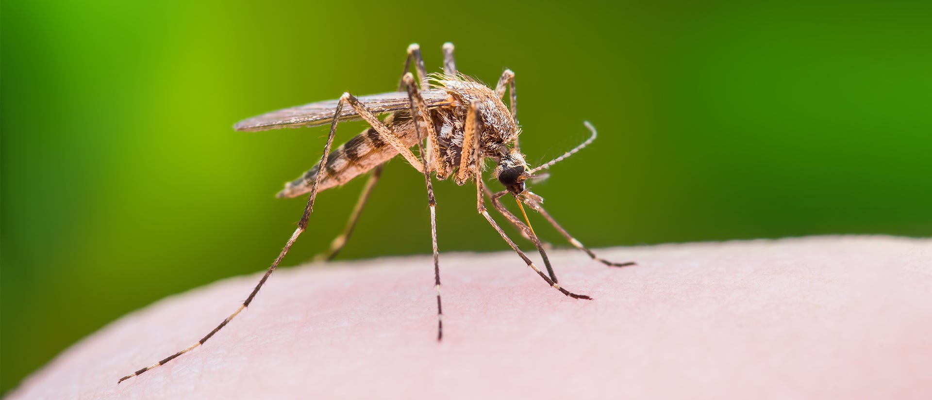How to ID a Mosquito vs Common Lookalikes