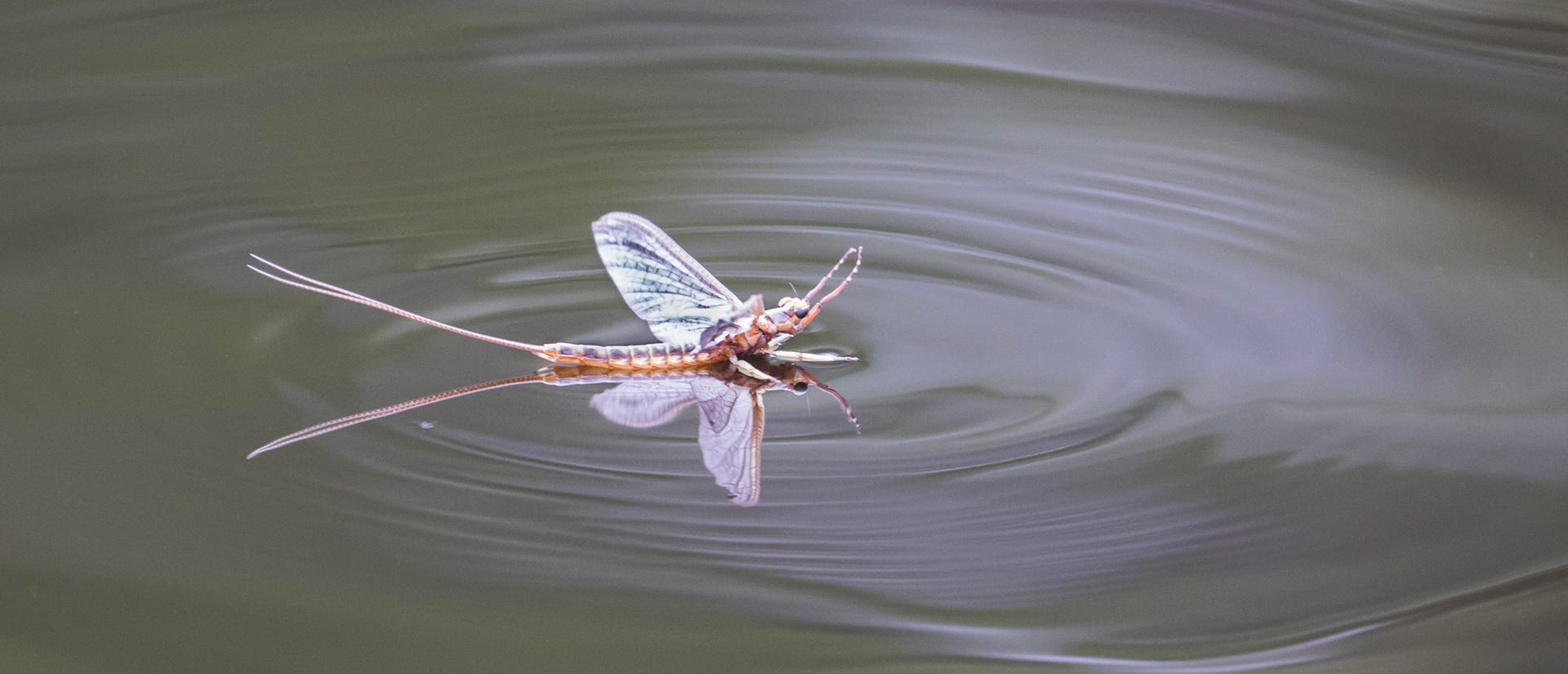 mayfly