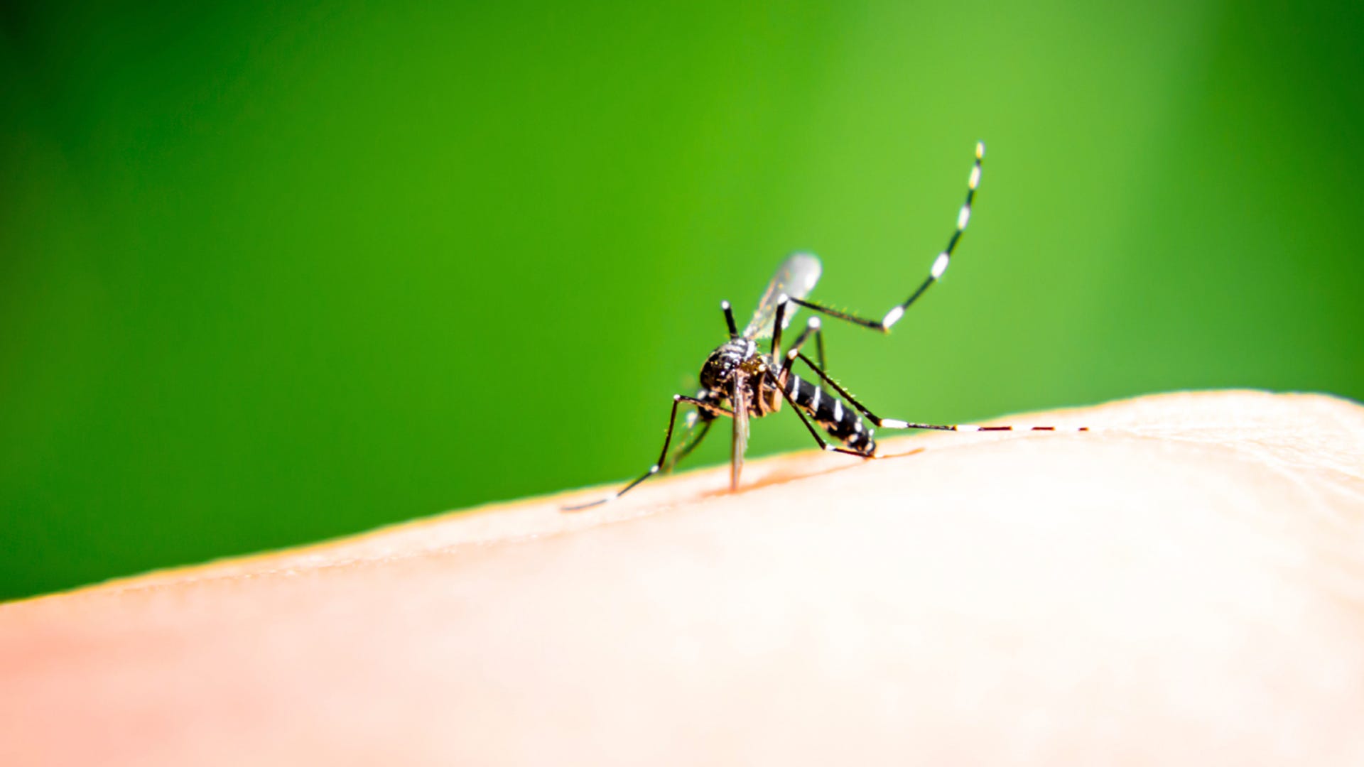 Why Mosquitoes Bite Some People and Not Others Why Mosquitoes Bite Some People and Not Others