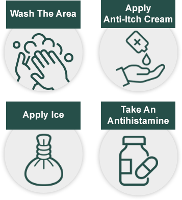 Mosquito Bite Care: Wash the area, Apply anti-itch cream, Apply ice, and Take an antihistamine