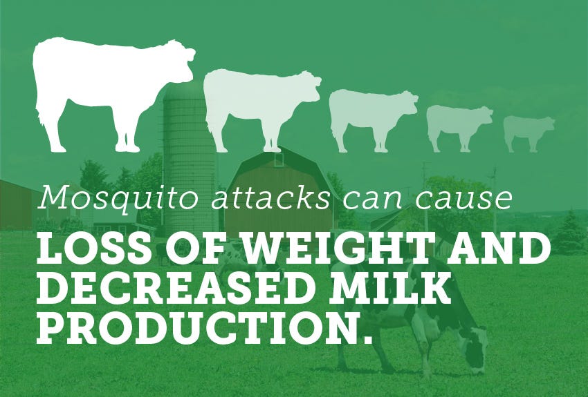 Mosquito attacks can cause loss of weight and decreased milk production