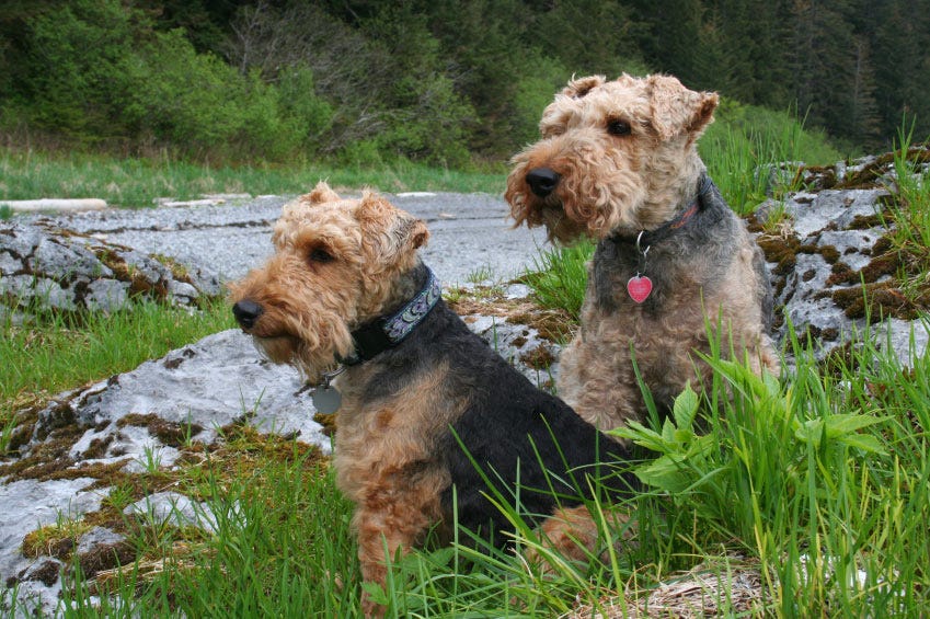 Mosquito bites on dogs