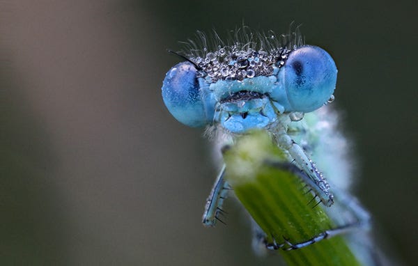 What eats mosquitoes, dragonflies eat mosquitoes