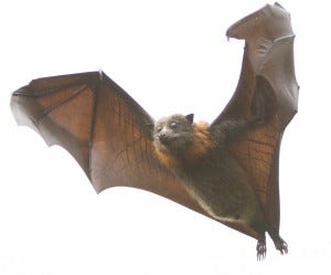 mosquito myths bats