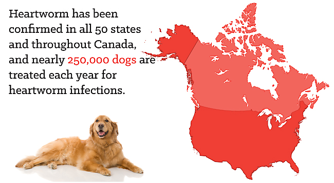 Heartworm in the US & Canada