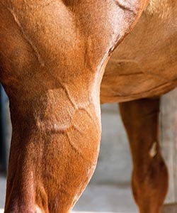 why are horses vulnerable to mosquitoes?