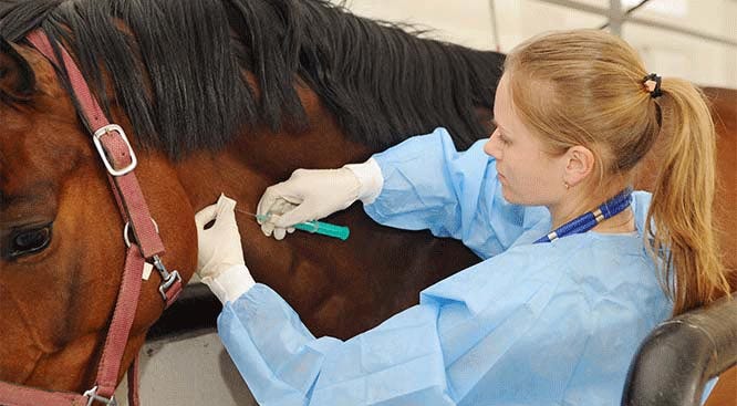 mosquito vaccines for horses