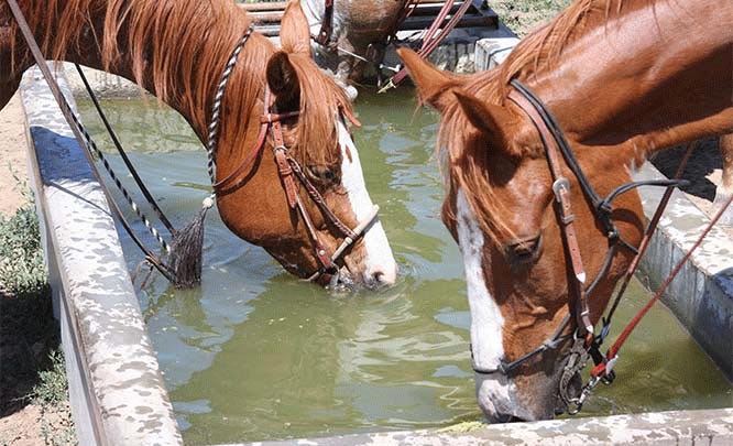 mosquitoes vs horses