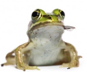 frogs eat mosquitoes