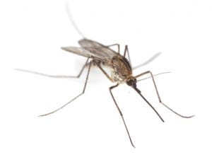 what a mosquito looks like up close