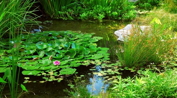 lily pads in pond Prevent Mosquitoes From Breeding