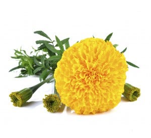 scents that repel mosquitoes marigold