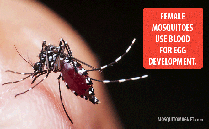 Mosquito facts