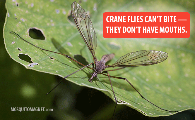 Crane Fly facts