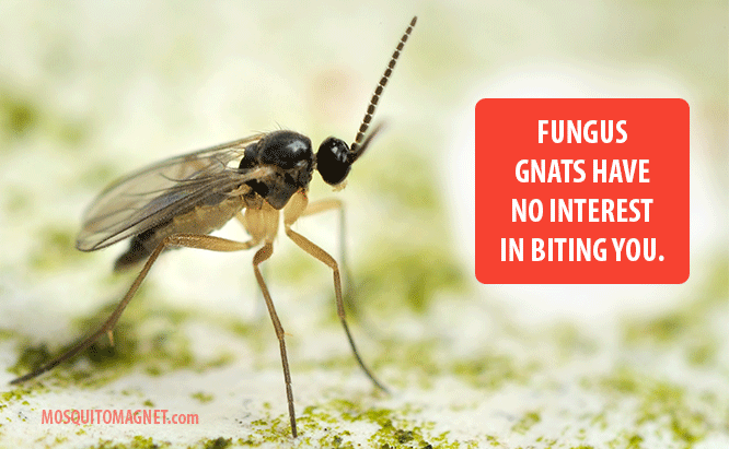 Fungus Gnat facts