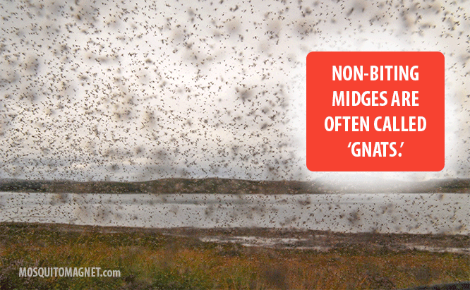 Gnat facts