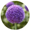 Allium