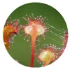 Drosera