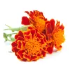 Marigolds