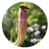 Pitcher Plant