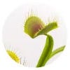 Venus Flytrap