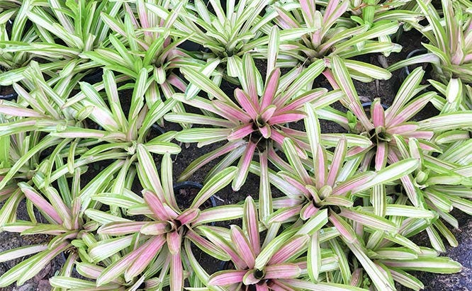 Zika Mosquitoes Have been found hiding in Bromeliad plants.