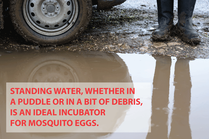 mosquitoes breeding in puddles