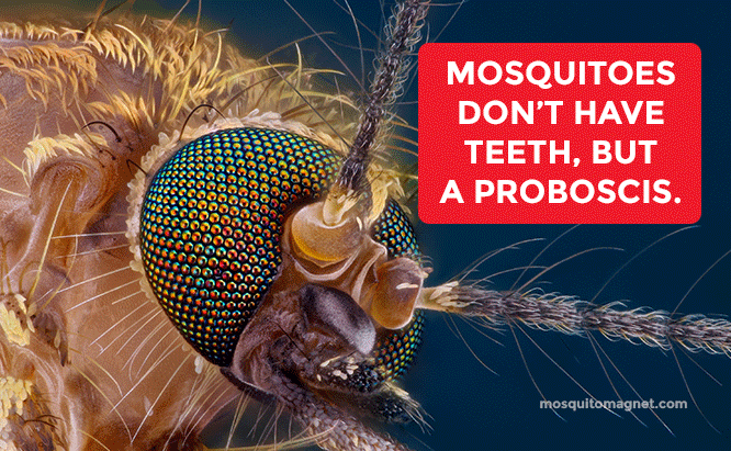 Mosquitoes don't have teeth, but a proboscis