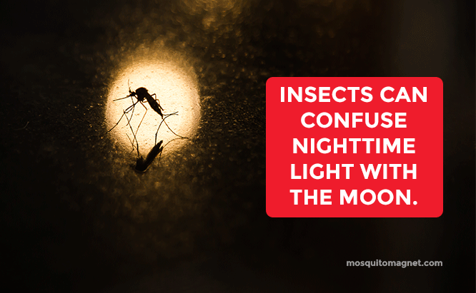 Insects can confuse nighttime light with the moon