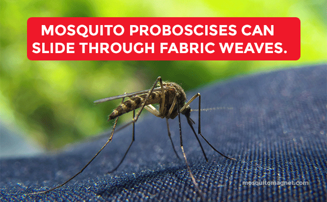 Mosquito proboscises can slide through fabric weaves