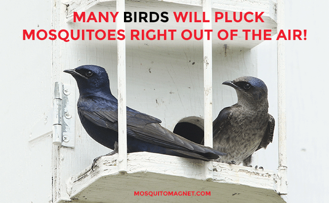 top mosquito killers birds and bats