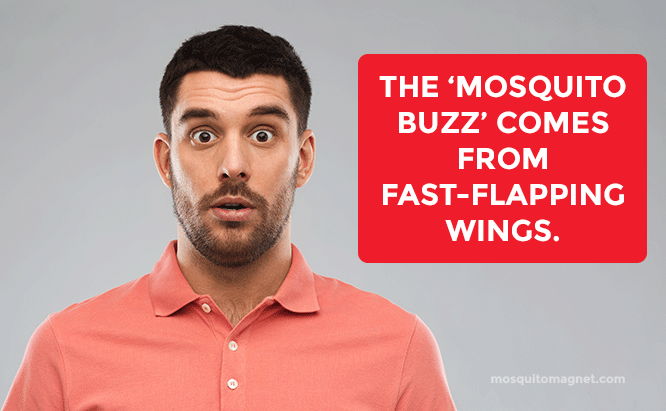 The mosquito buzz comes from fast-flapping wings