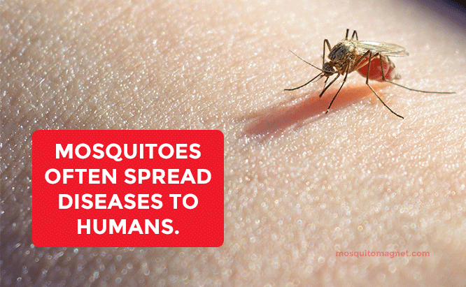 Mosquitoes often spread diseases to humans