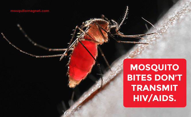 Mosquito bites don't transmit HIV/AIDS