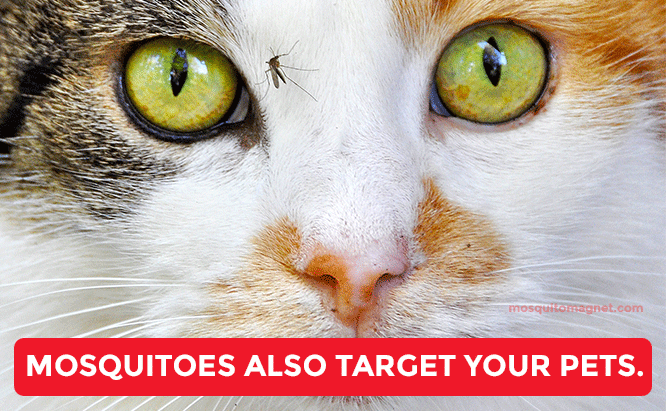 Mosquitoes also target your pets