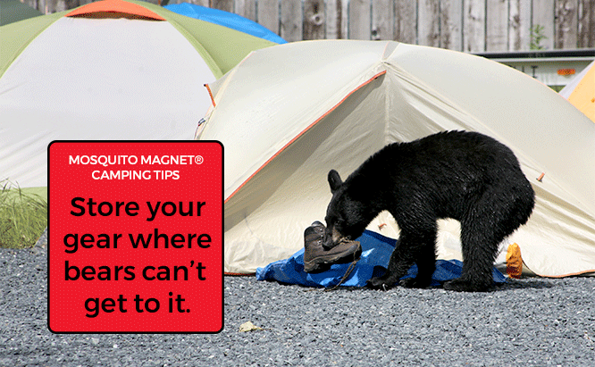 First Time Camping Tips Bears at Campsite