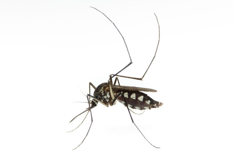 Aedes aegypti