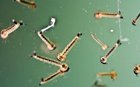 mosquito larvae