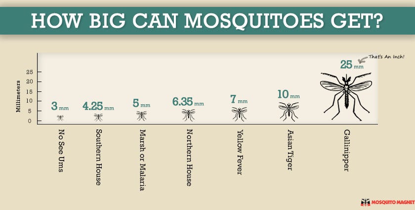 How Big Can Mosquitoes Get?