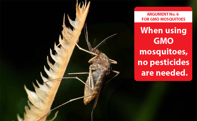 Pros of GMO Mosquitoes